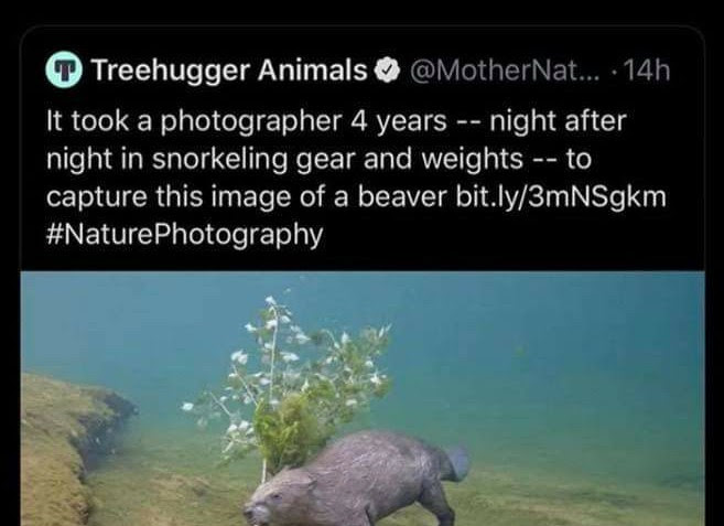 So Much For A Beaver Shot Meme By Mercenary Hero Memedroid