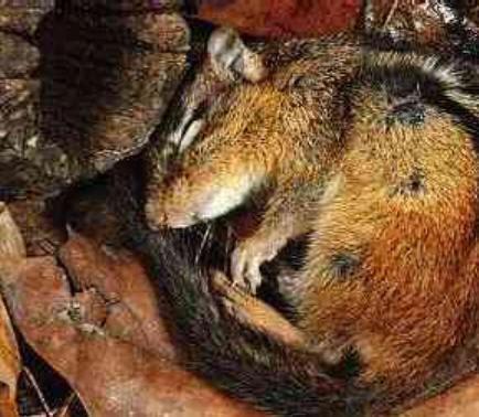 images of animals that hibernate