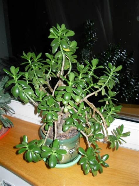 Leaves usually start turning a brownish color due to various careless mistakes on our . Money Plant / Jade Plant (Crassula ovata) Guide | Our