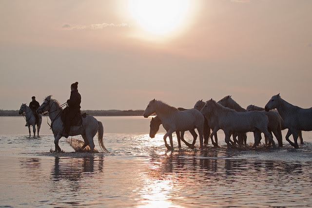 Sun setting on the Carmargue
