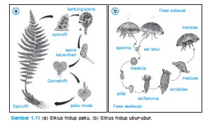Siklus Hidup Paku dan Ubur-ubur