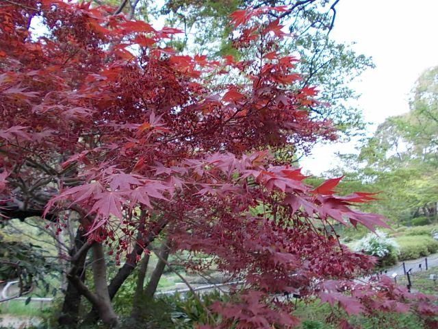 春でも紅葉 こうよう が見れる紅葉 もみじ オフィシャルブログ 東山動植物園