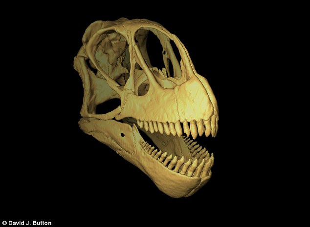 By analysing dinosaur skulls, scientists claim to have shed light on how dinosaurs divided up their meals allowing them to co-exist in harsh prehistoric ecosystems. Pictured is a completed skull model of the Late Jurassic North American sauropod dinosaur Camarasaurus