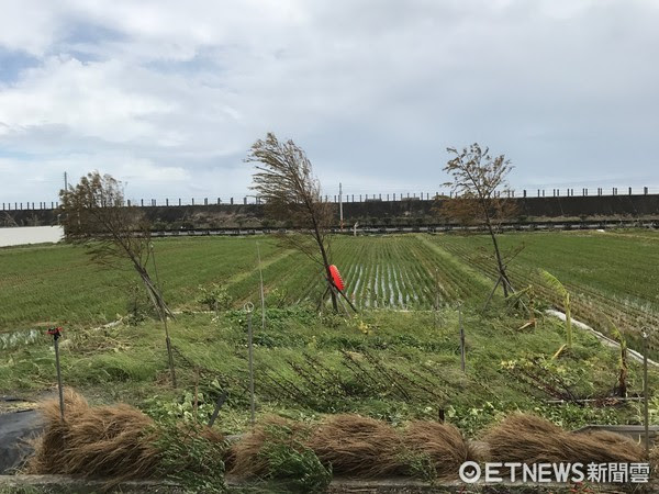 ▲▼宜蘭樹倒6000棵電桿48根攔腰斷,仍有超過萬戶停電中。(圖/記者柳名耕攝)