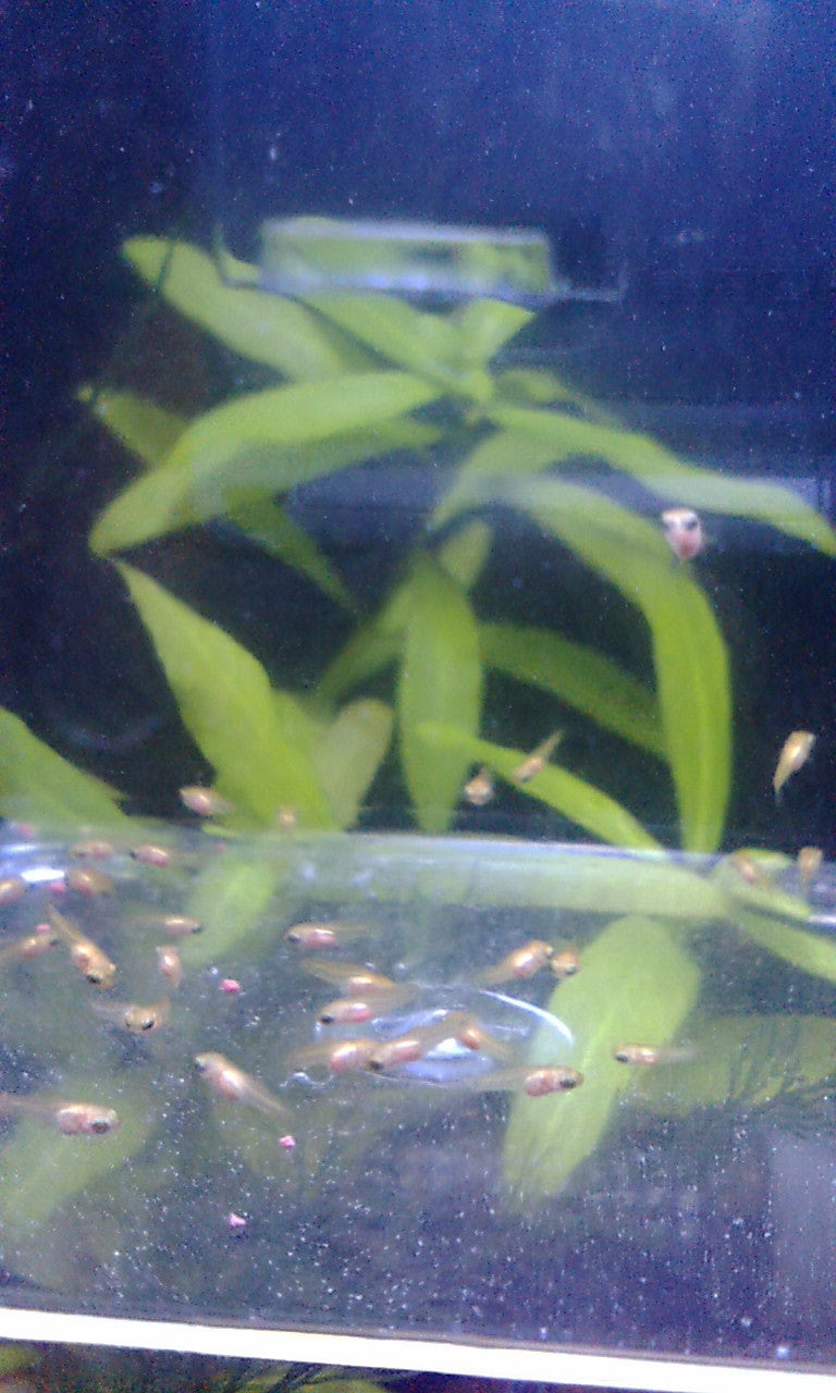 プラティ稚魚の餌 ぶちぶちチワワ