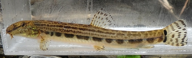 日本淡水魚 ヤマトシマドジョウ