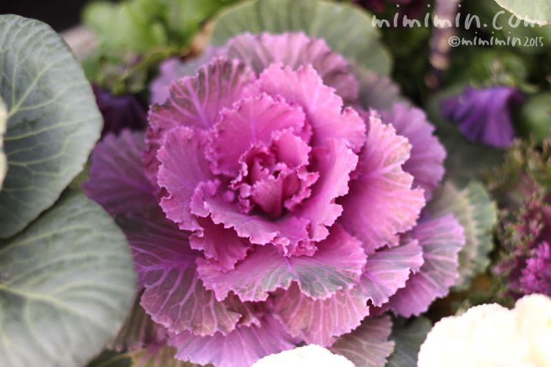 紫色のハボタン 葉牡丹 植物の写真 花言葉 みみみんブログ