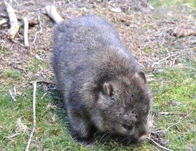 15年06月の記事 自分のことなら棚の上