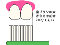 正しい歯ブラシの使い方 健康にいがた21
