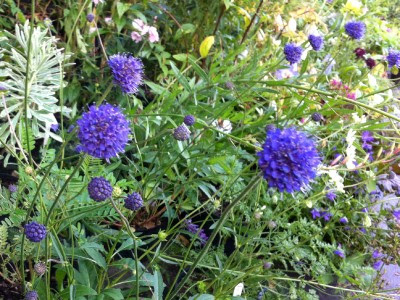 Succisa pratensis 'Derby Purple' - medium image 1