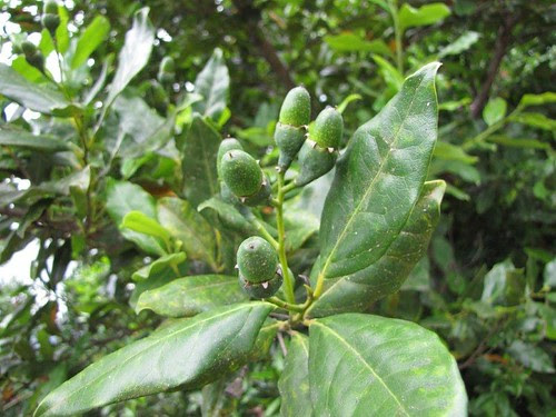 Ocotea foetens-23.07.11-1a