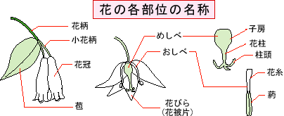 植物見分け方図譜