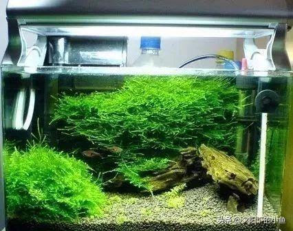 養水草您都用過哪些過濾 13種過濾方式 您都用過嗎 每日頭條