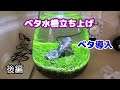 √1000以上 バランス ド ア��アリウム ベタ 103762