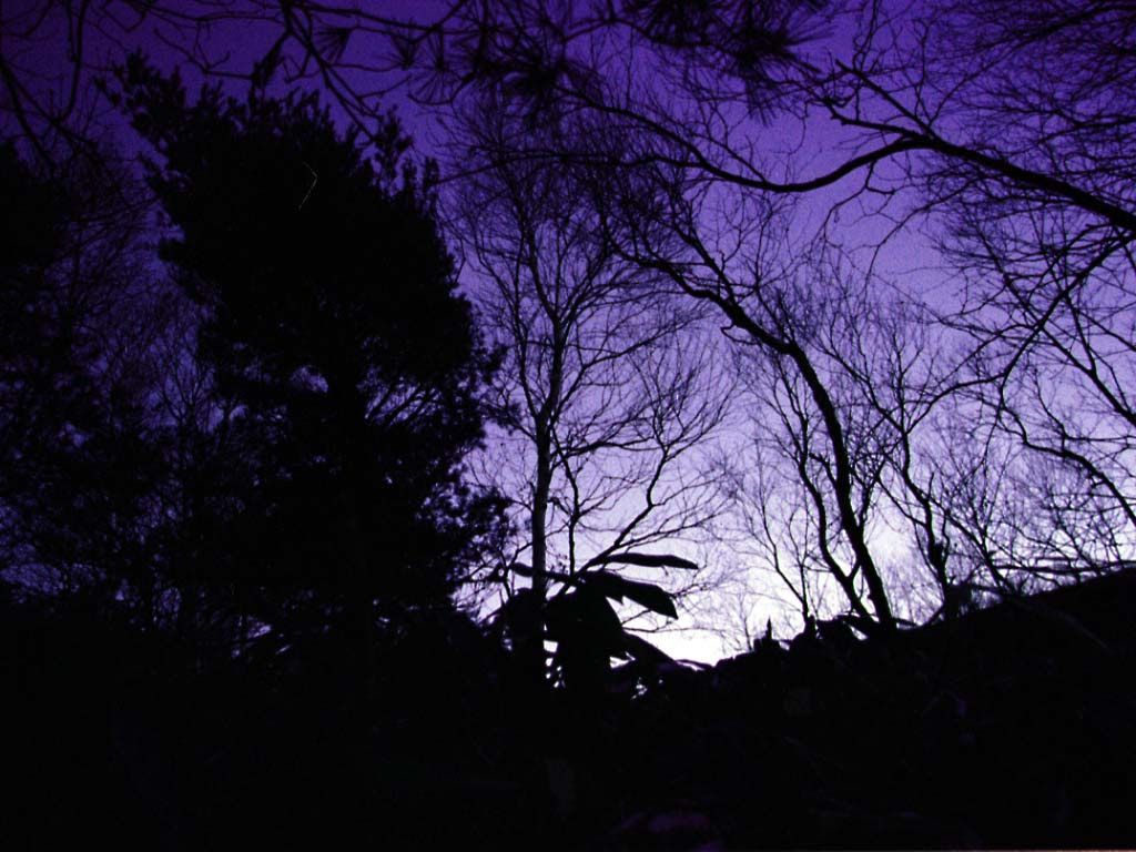 ゆんフリー写真素材集 No 311 夜明け前の森の木々達 日本 長野