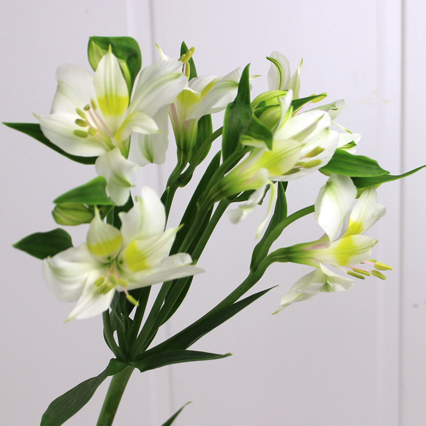 白色のアルストロメリアの花言葉の意味と由来とは 植物navi