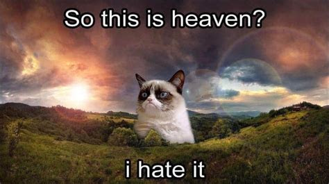 funniest grumpy cat memes