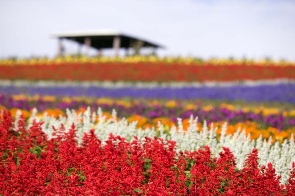 ゆんフリー写真素材集 No 3101 花畑 日本 北海道