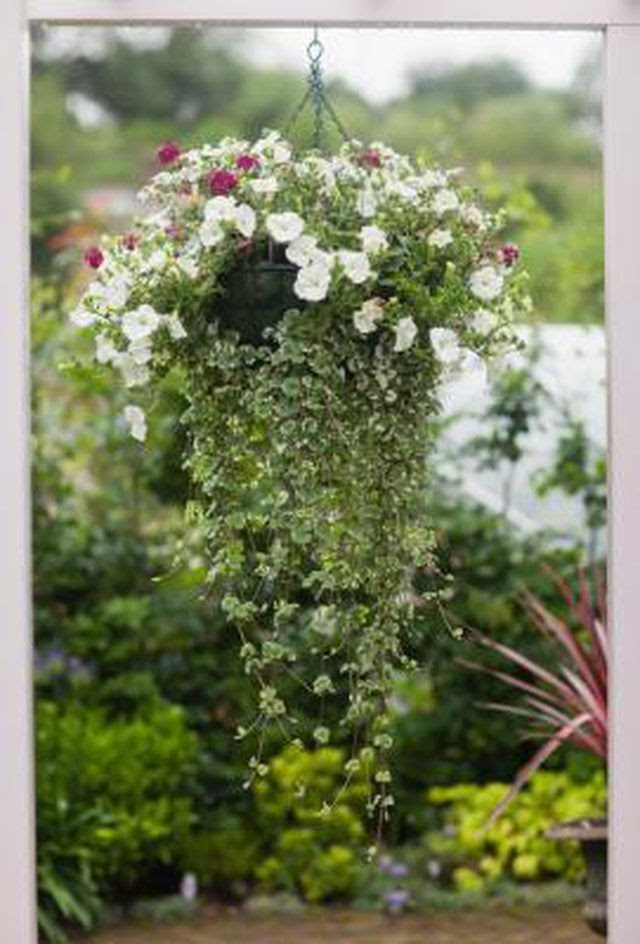 Learn How To Care For A Bridal Veil Hanging Plant How To Guides Tips And Tricks