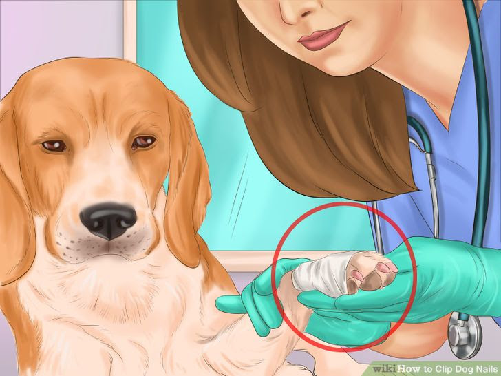 Clip Dog Nails Step 17.jpg