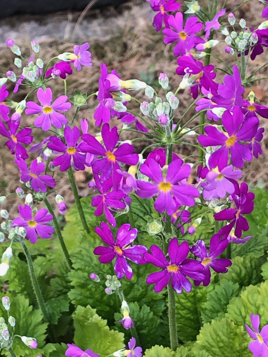 赤ちゃんの名前 改名 芸名 ビジネスネーム等の立場上に名付ける名前 全て要注意 命名依頼 姓名判断 名付け 改名のプロ 命名の匠