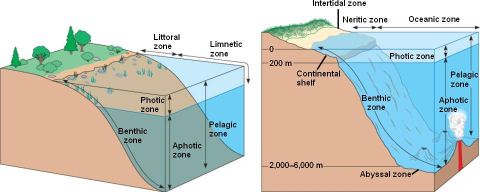 aquatic_zonation.html 52_16AquaticZonationL.jpg