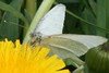 cabbage white 3