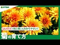 ++ 50 ++ 菊 種まき 737722