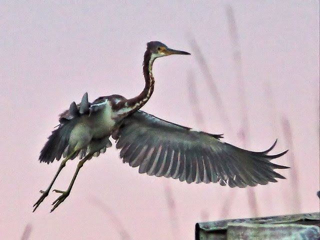 Tricolored Heron landing 01-20131020