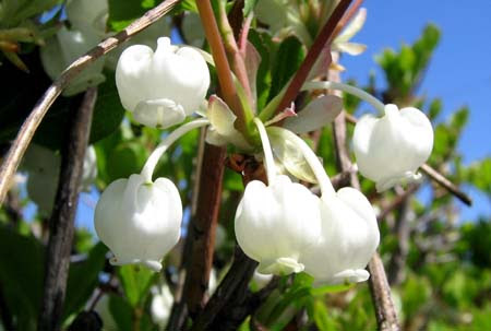 ドウダンツツジ咲かない理由