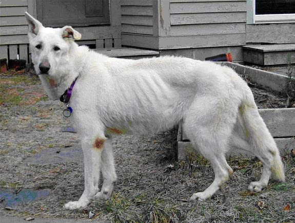 Dogaware Com Articles Epi Exocrine Pancreatic Insufficiency In Dogs