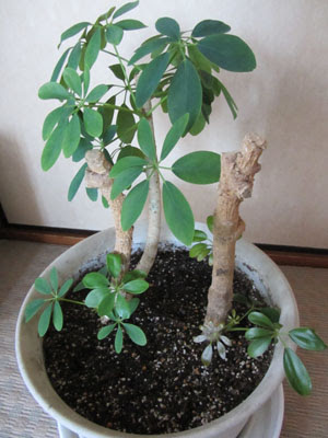 観葉植物カポックの育て方 植え替え 剪定 挿し木の方法は