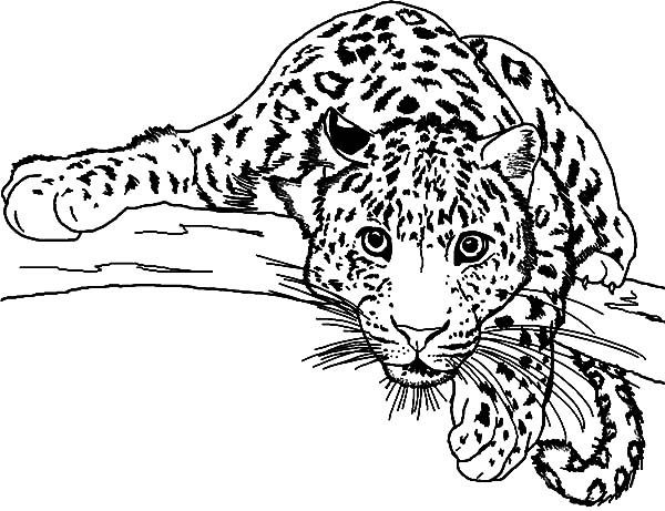 Baby Leopard Coloring Pages