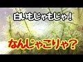 アヌビアスナナ コケ 生体 154799-アヌビアスナナ コケ 生体