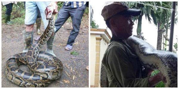 Trăn khủng bắt trong ruộng mía