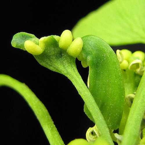 イチョウの雄 花 きまぐれ自然観察