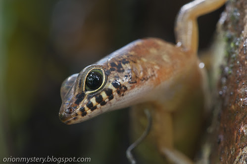 IMG_6793 copy Sabah slender skink, Sphenomorphus sabanus