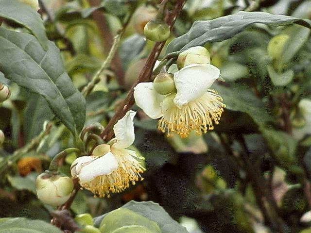 茶の木