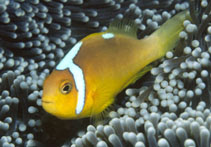 Amphiprion leucokranos002.jpg