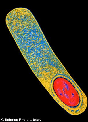 Growing threat: Infections like C. difficile are becoming increasingly difficult to treat as bugs become more resistant to antibiotics, leaving millions vulnerable