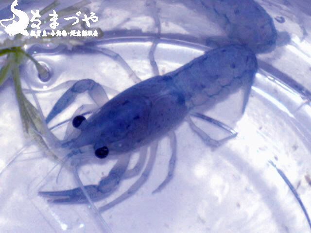 フロリダハマー入荷 とっても綺麗なザリガニさんです 日本産淡水魚 大型肉食魚なまづや新着情報ブログ