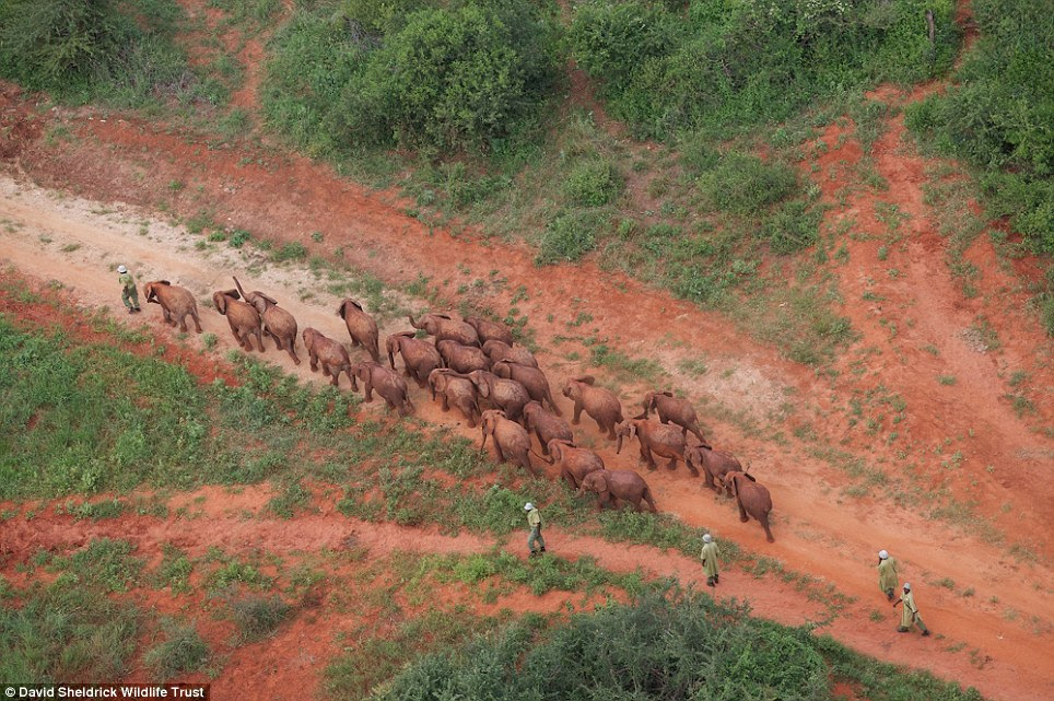 Second chance: Elephant orphans with their keepers from the David Sheldrick Wildlife Trust who look after them until they are old enough to mix with the wild herds