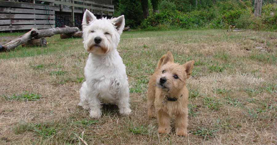 Norwich and Norfolk Terriers - Dog Breed Standards