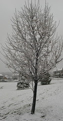 little tree