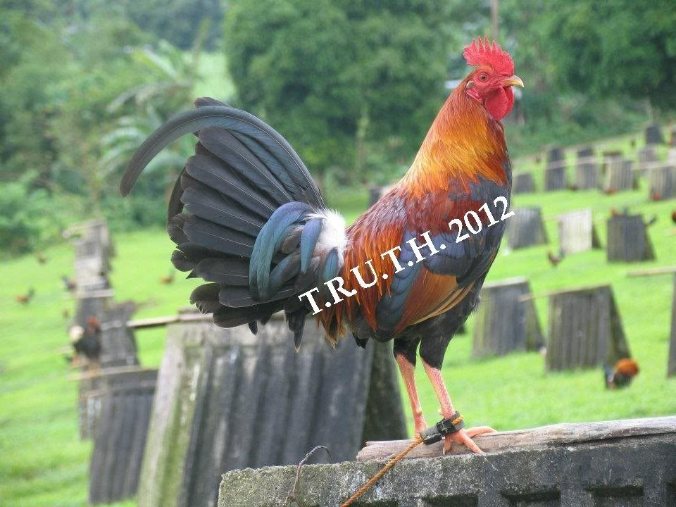 gamefowl_1