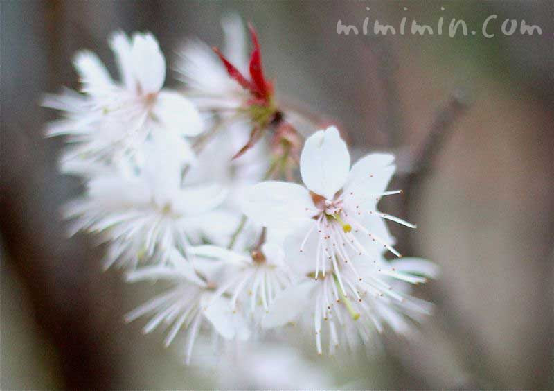 桜 シナミザクラ の花の写真 桜の花言葉 みみみんブログ