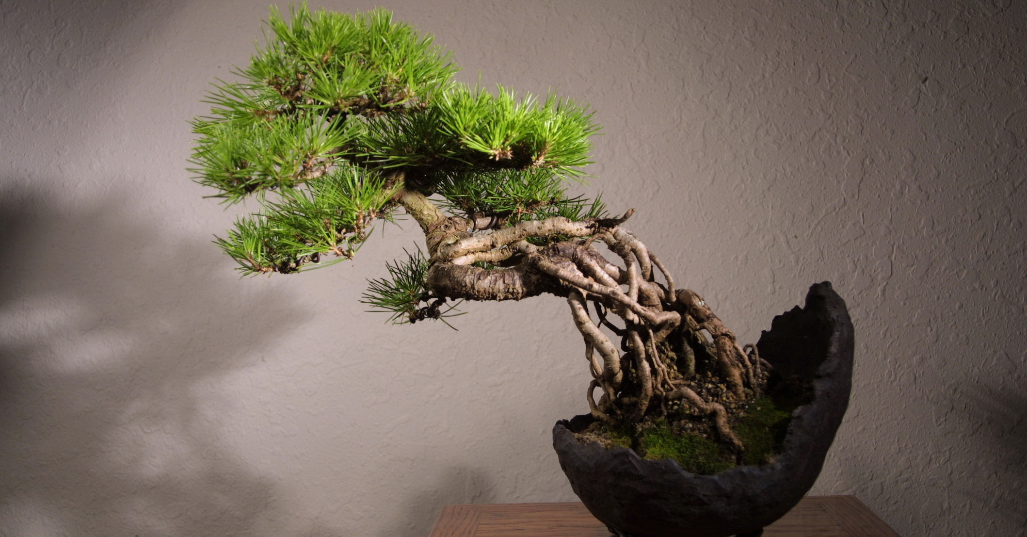 Japanese Art of Growing a Miniature Tree Symbolism and Japanese Art of Growing a Miniature Tree Symbolism and