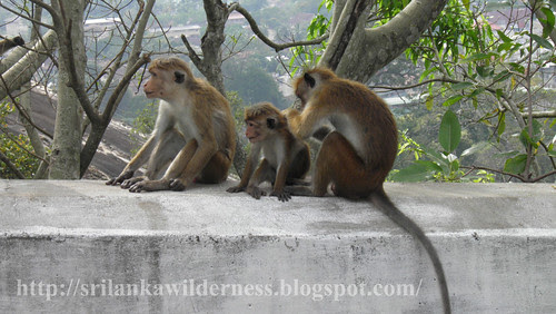Dusky Toque Monkey(Macaca sinica aurifrons)