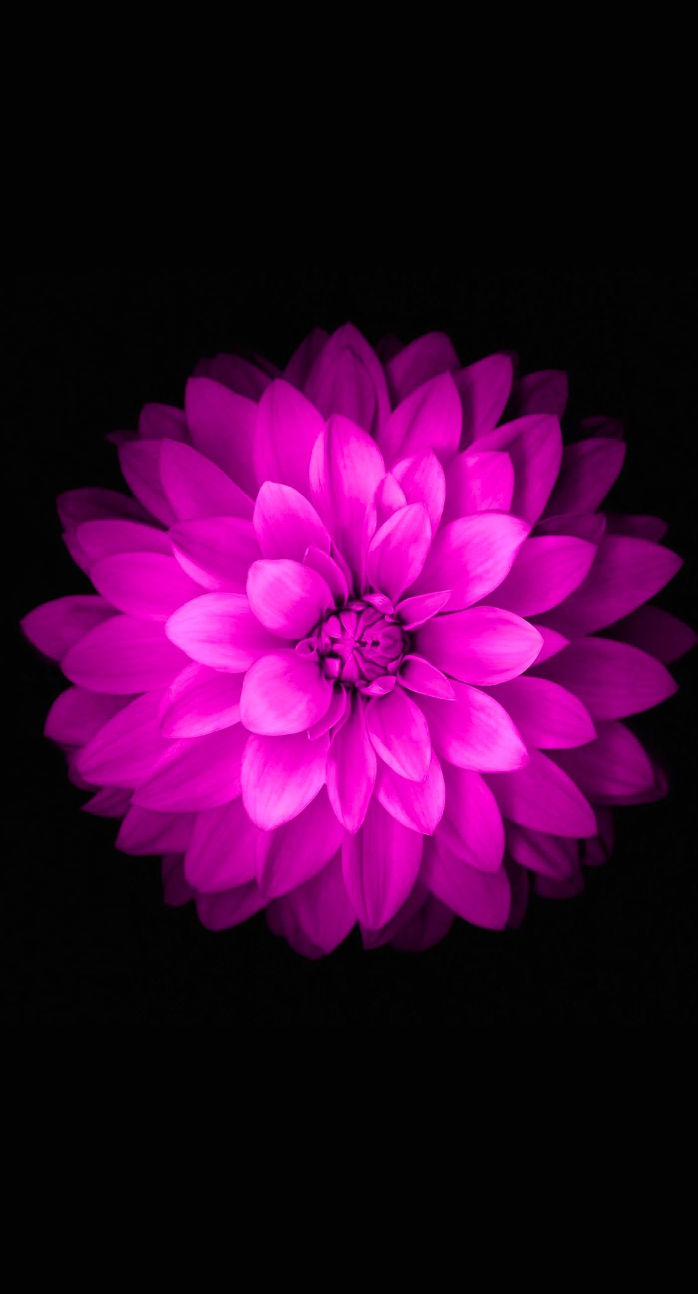 1080p Iphone Flower Wallpaper Hd