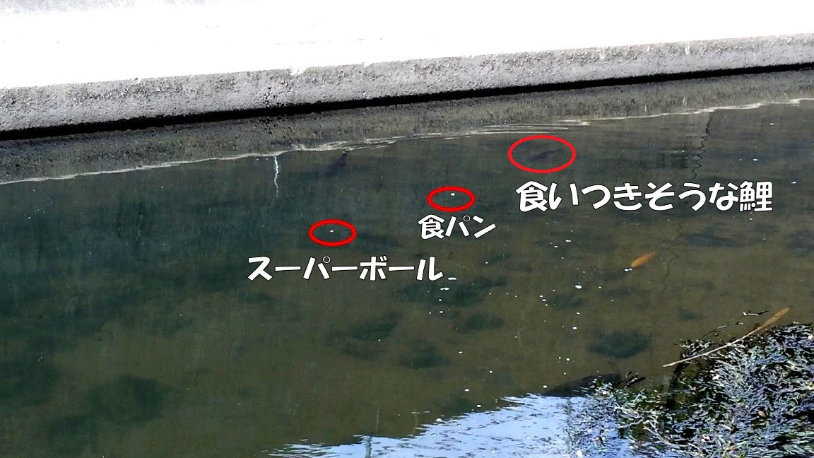 延べ竿で鯉 おまけ スーパーボール釣法 編 パンプカ